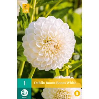 Compra DALIA BOOM BOOM WHITE en la tienda online Fito Agrícola