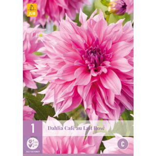 Compra DALIA CAFÉ AU LAIT ROSÉ en la tienda online Fito Agrícola