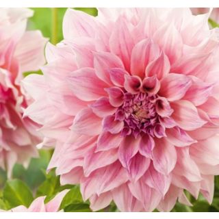 Compra DALIA CAFÉ AU LAIT ROYAL (10 Unid.). en la tienda online Fito Agrícola