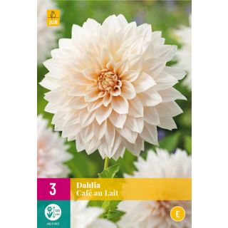 Compra DALIA CAFÉ AU LAIT XXL en la tienda online Fito Agrícola