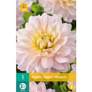 Compra DALIA DIANA'S MEMORY en la tienda online Fito Agrícola