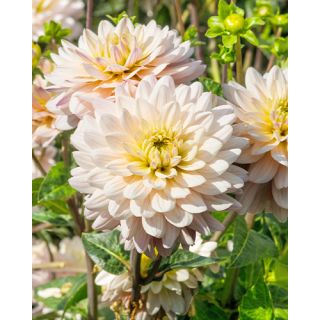 Compra DALIA DIANA'S MEMORY (10 Unid.). en la tienda online Fito Agrícola