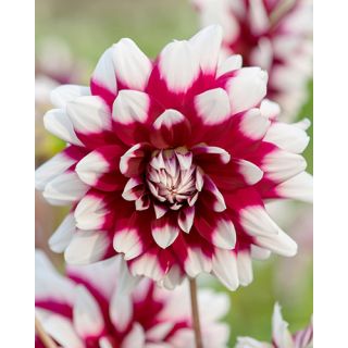 Compra DALIA DUET (10 Unid.). en la tienda online Fito Agrícola