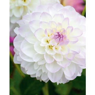 Compra DALIA EVELINE (10 Unid.). en la tienda online Fito Agrícola