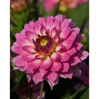 Compra DALIA BELLINI® (10 Unid.). en la tienda online Fito Agrícola