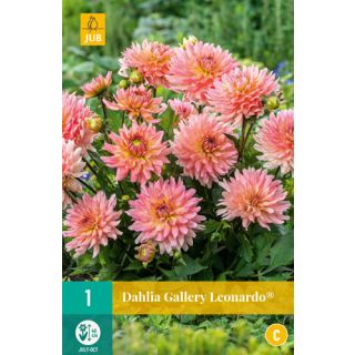 Compra DALIA LEONARDO® en la tienda online Fito Agrícola