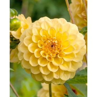 Compra DALIA GOLDEN SCEPTER (10 Unid.). en la tienda online Fito Agrícola