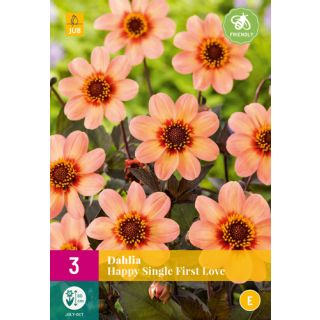 Compra DALIA HAPPY SINGLE FIRST LOVE XXL en la tienda online Fito Agrícola