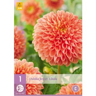 Compra DALIA JOWEY LINDA en la tienda online Fito Agrícola