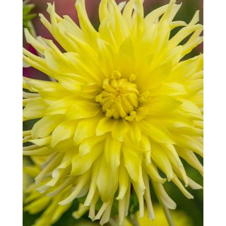 Compra DALIA KENNEMERLAND (10 Unid.). en la tienda online Fito Agrícola