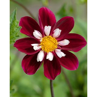 Compra DALIA MARY EVELYN (10 Unid.). en la tienda online Fito Agrícola