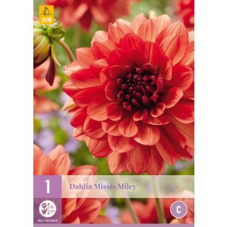Compra DALIA MISSIS MILEY en la tienda online Fito Agrícola