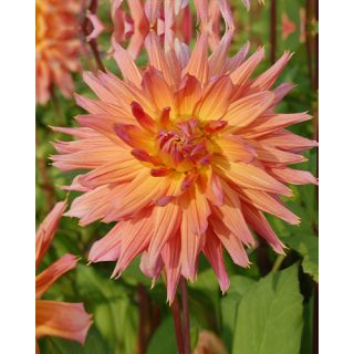 Compra DALIA OMEGA (10 Unid.). en la tienda online Fito Agrícola