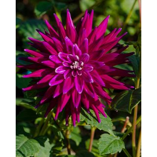 Compra DALIA PURPLE GEM (10 Unid.). en la tienda online Fito Agrícola