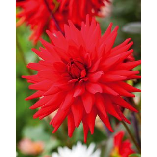 Compra DALIA RED PIGMY (10 Unid.). en la tienda online Fito Agrícola