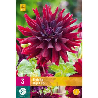 Compra DALIA RIP CITY XXL en la tienda online Fito Agrícola