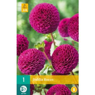 Compra DALIA ROCCO en la tienda online Fito Agrícola