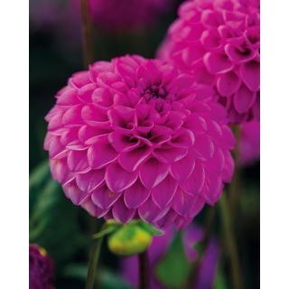 Compra DALIA ROCCO (10 Unid.). en la tienda online Fito Agrícola