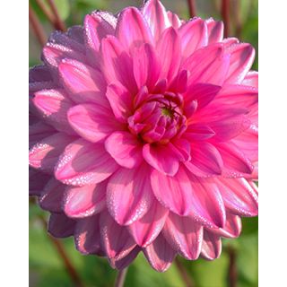 Compra DALIA ROSELLA (10 Unid.). en la tienda online Fito Agrícola