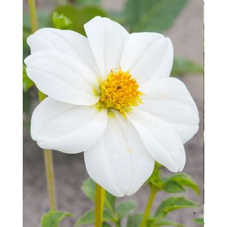 Compra DALIA SNEEZY (10 Unid.). en la tienda online Fito Agrícola