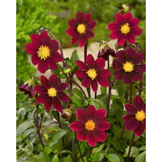 Compra DALIA PURPLE TOPMIX (10 Unid.). en la tienda online Fito Agrícola