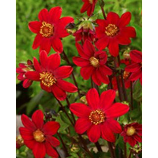 Compra DALIA RED TOPMIX (10 Unid.). en la tienda online Fito Agrícola