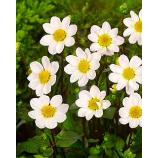 Compra DALIA WHITE TOPMIX (10 Unid.). en la tienda online Fito Agrícola