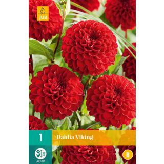 Compra DALIA VIKING en la tienda online Fito Agrícola