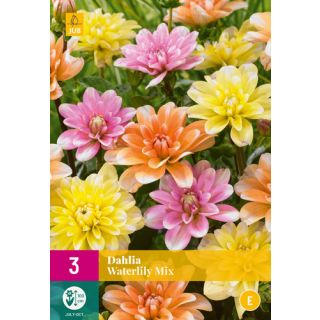 Compra DALIA WATERLILY MIX XXL en la tienda online Fito Agrícola