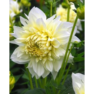 Compra DALIA WHITE PERFECTION (10 Unid.). en la tienda online Fito Agrícola