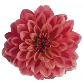 Compra DAHLIA MAXI ACAPULCO (84 Plantas). en la tienda online Fito Agrícola
