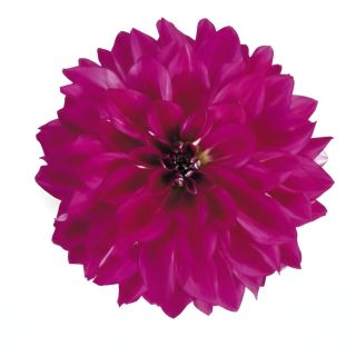 Compra DAHLIA MAXI CADENA (84 Plantas). en la tienda online Fito Agrícola