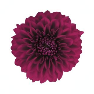 Compra DAHLIA MAXI CASTILLO (84 Plantas). en la tienda online Fito Agrícola