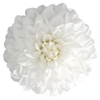 Compra DAHLIA MAXI CHIAPAS (84 Plantas). en la tienda online Fito Agrícola