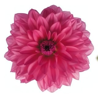 Compra DAHLIA MAXI MENDOZA (84 Plantas). en la tienda online Fito Agrícola