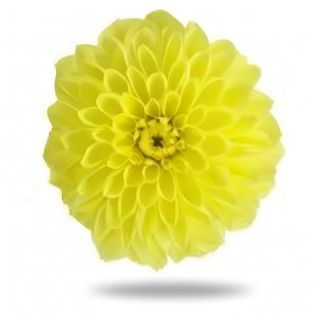 Compra DAHLIA MAXI SONORA (84 Plantas). en la tienda online Fito Agrícola