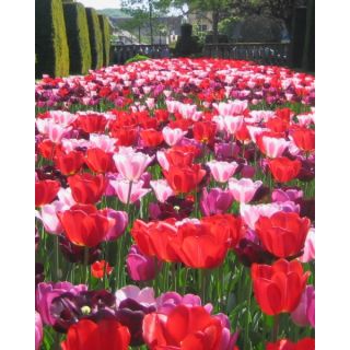 Compra DAILYS (100 Unid.). en la tienda online Fito Agrícola