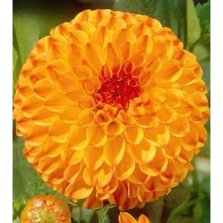 Compra DALIA SUNNY BOY (10 Unid.). en la tienda online Fito Agrícola