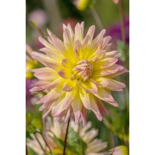 Compra DALIA CABANA BANANA (10 Unid.). en la tienda online Fito Agrícola