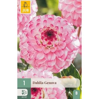 Compra DALIA GENOVA en la tienda online Fito Agrícola