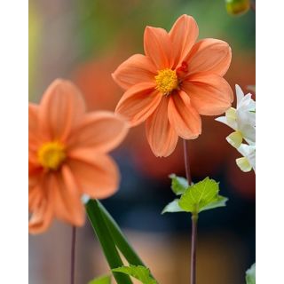 Compra DALIA GERRIT FREDERIK HEMERIK (10 Unid.). en la tienda online Fito Agrícola