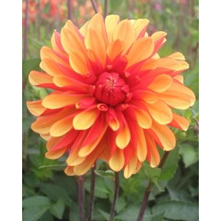 Compra DALIA JAPLOU (10 Unid.). en la tienda online Fito Agrícola