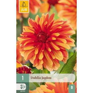 Compra DALIA JAPLOU en la tienda online Fito Agrícola