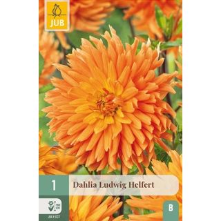 Compra DALIA LUDWIG HELFERT en la tienda online Fito Agrícola