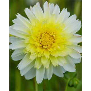 Compra DALIA PASO DOBLE (10 Unid.). en la tienda online Fito Agrícola