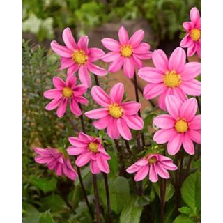 Compra DALIA PINK TOPMIX (10 Unid.). en la tienda online Fito Agrícola