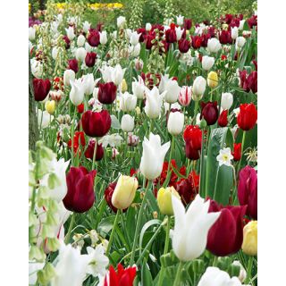 Compra DARING DISPLAY (100 Unid.). en la tienda online Fito Agrícola