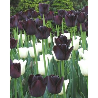 Compra DAYLIGHT TO DUSK (100 Unid.). en la tienda online Fito Agrícola