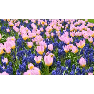 Compra DELICATE CONTRASTS (100 Unid.). en la tienda online Fito Agrícola