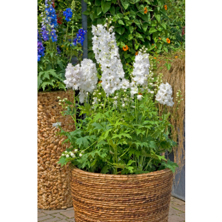 Compra ESPUELA DE CABALLERO (DELPHINIUM) EXCALIBUR PURE WHITE (1000 Semillas) en la tienda online Fito Agrícola